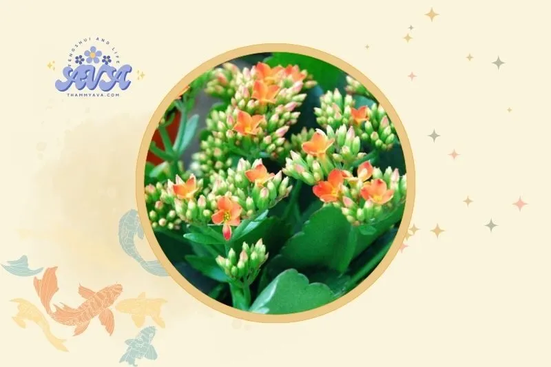 Cách đặt cây sống đời hợp lý để phát huy phong thủy