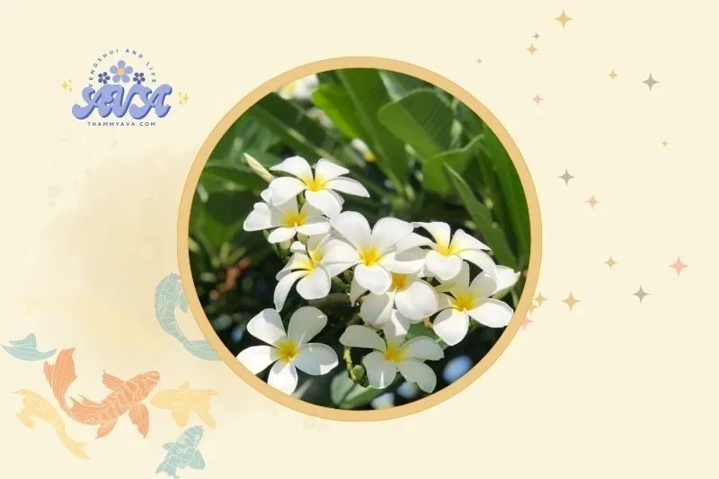 Vị trí đặt cây sứ đại để tăng vượng khí