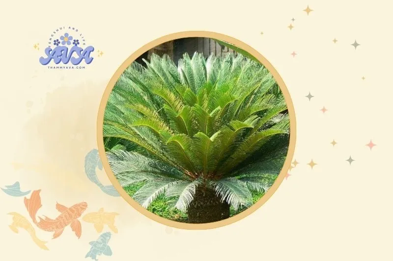 Cách bài trí cây thiên tuế trong không gian sống