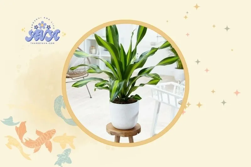 Cách bài trí và đặt cây thiết mộc lan hợp phong thủy