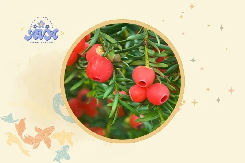 Cách bài trí và sử dụng cây thông đỏ trong không gian sống