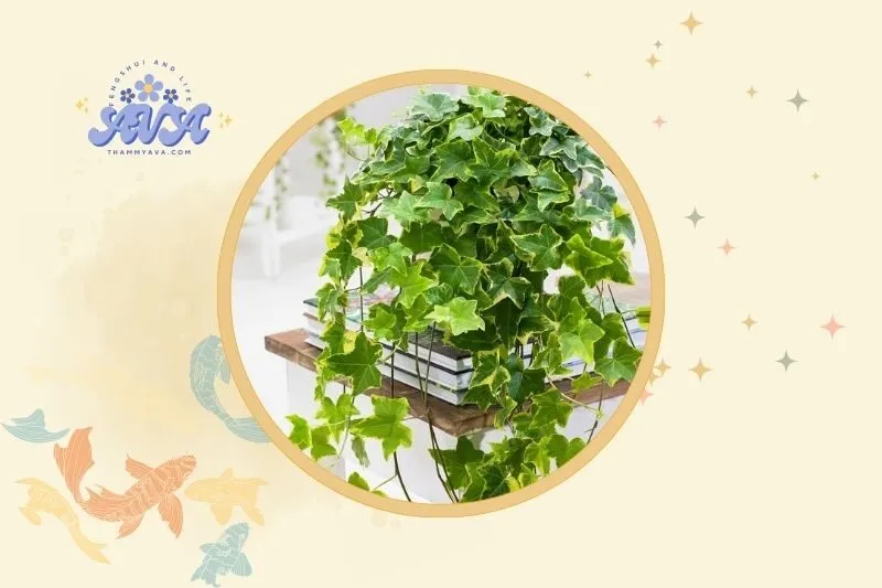 Đặt Cây Thường Xuân Ở Đâu Để Tối Ưu Phong Thủy?