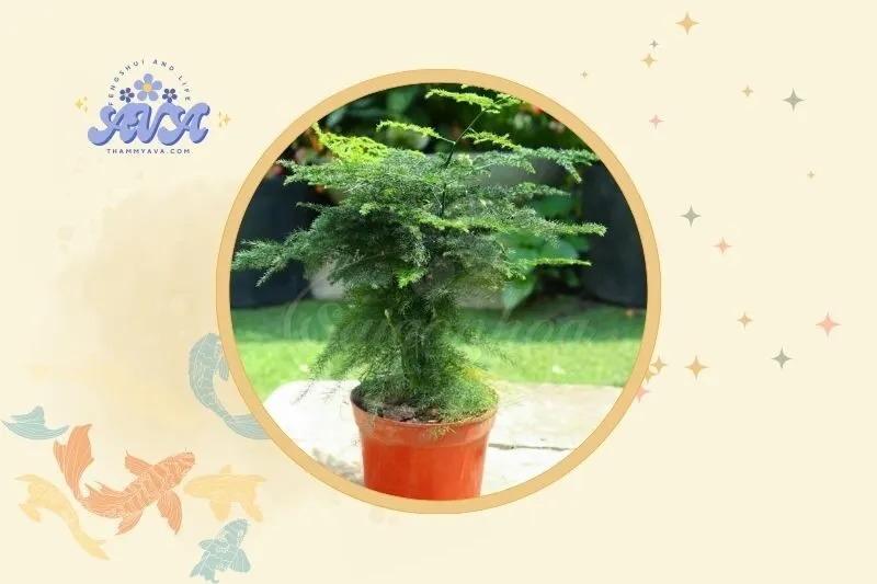 Gợi ý cách bày trí cây thủy tùng trong nhà và văn phòng
