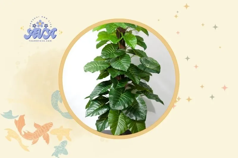 Cách bài trí cây trầu bà phong thủy trong nhà và văn phòng