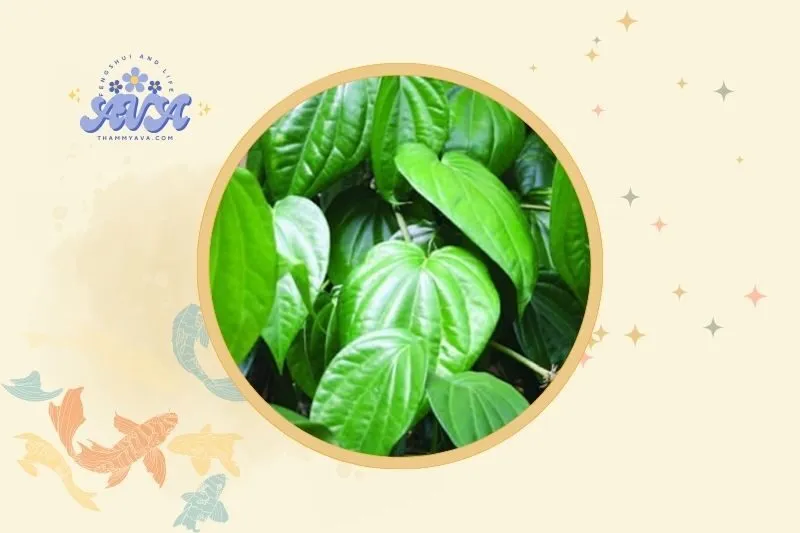 Cách Đặt Cây Trầu Không Hợp Lý Trong Nhà