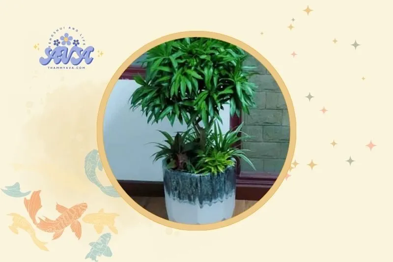 Cách bài trí cây trúc bách hợp hợp lý trong không gian sống