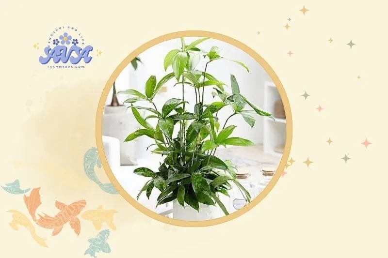 Cách chọn chậu và vị trí đặt cây trúc Nhật