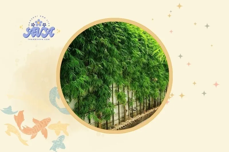 Vị trí đặt cây trúc quân tử để mang lại may mắn