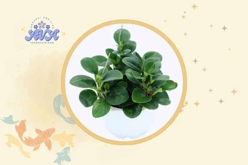 Cách đặt cây trường sinh hợp lý trong nhà và văn phòng