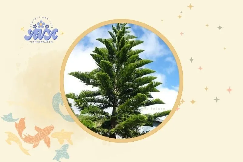 Cách bài trí và đặt cây tùng bách phong thủy hợp lý