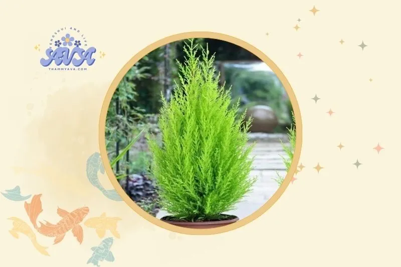 Cách đặt cây tùng bồng lai hợp phong thuỷ