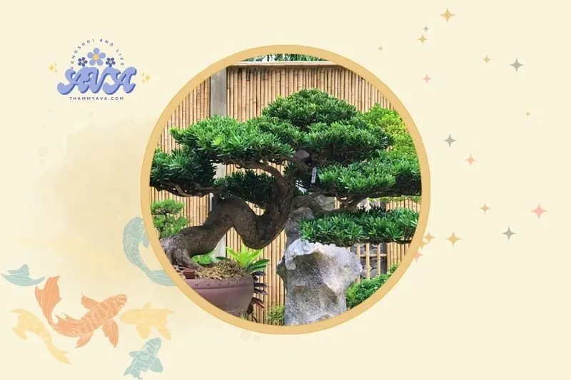 Cách bài trí cây tùng la hán để tối ưu phong thủy