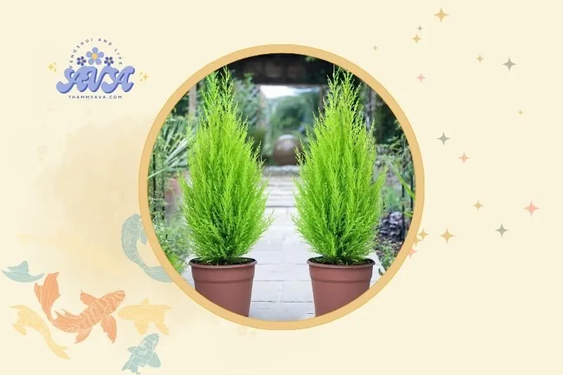 Cách bài trí cây tùng thơm phong thủy trong không gian sống