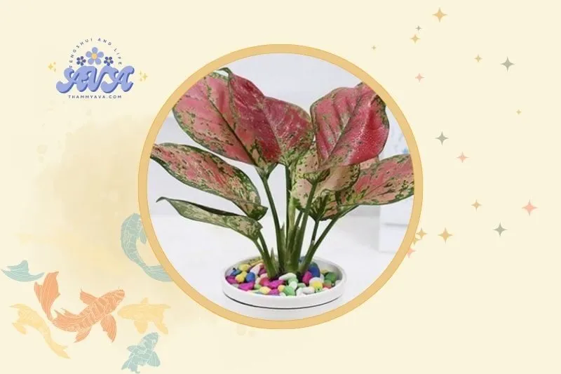 Đặt cây vạn lộc phong thủy ở đâu để hút tài lộc?