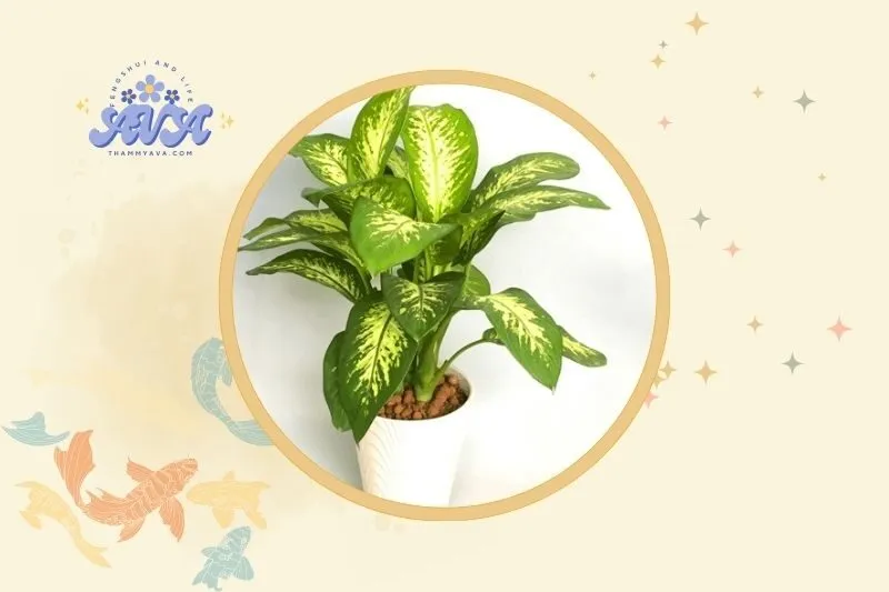 Vị trí đặt cây vạn niên thanh hợp lý trong nhà