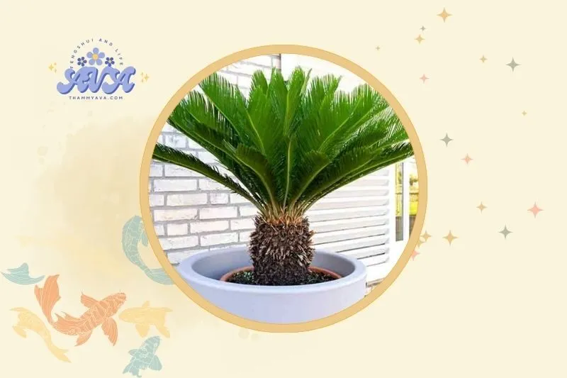 Cách bày trí cây vạn tuế trong nhà hợp phong thủy