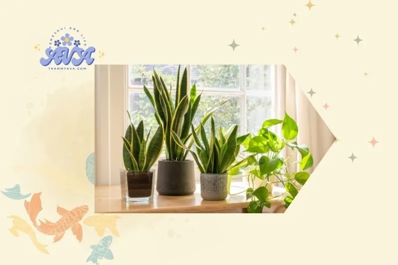 Cách chăm sóc cây phong thủy trong nhà đúng cách