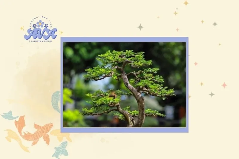 Cách chọn cây bonsai phong thủy hợp mệnh