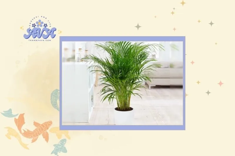 Cây cau cảnh hợp với mệnh nào và cách chọn cây hợp mệnh