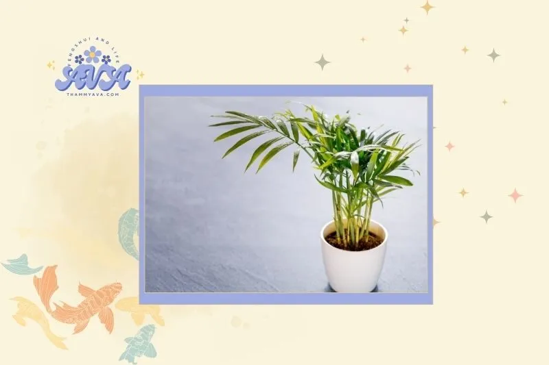 Cách chọn cây cau tiểu trâm phù hợp với mệnh phong thủy