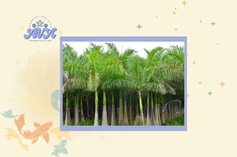 Cách chọn cây cau vua phù hợp với mệnh và phong thủy nhà ở