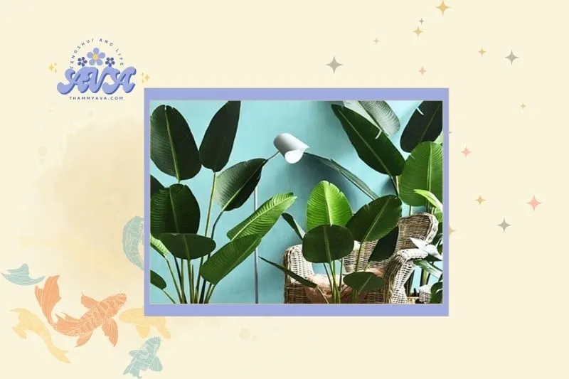 Cây Chuối Cảnh Hợp Với Mệnh Nào?