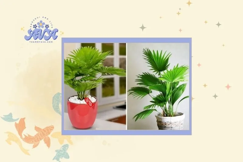 Cách chọn cây cọ cảnh hợp mệnh và phong thủy