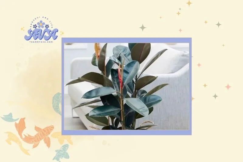 Cách chọn cây đa búp đỏ hợp phong thủy và mệnh