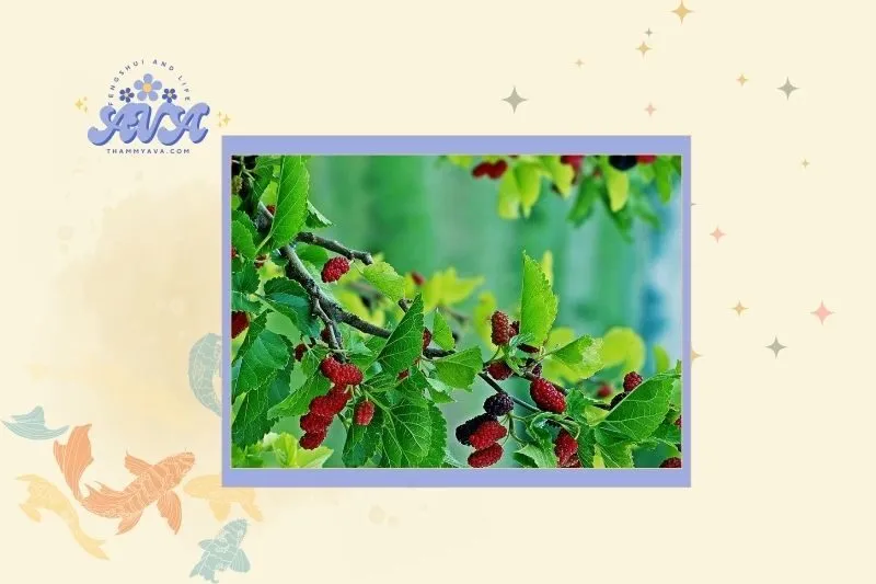 Cách chọn cây dâu tằm hợp mệnh gia chủ