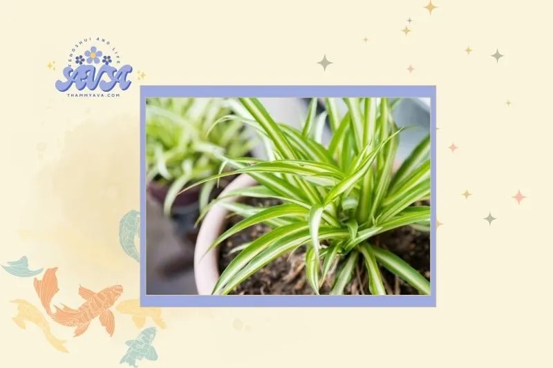 Cách chọn cây dây nhện hợp mệnh và vị trí đặt cây phù hợp