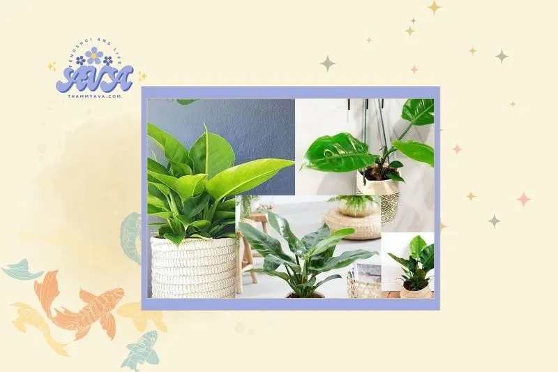 Cách chọn cây Đế Vương hợp mệnh phong thủy