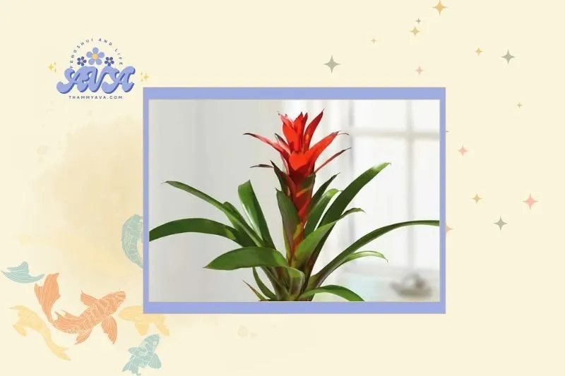 Cây dứa cảnh nến hợp với mệnh và tuổi nào?