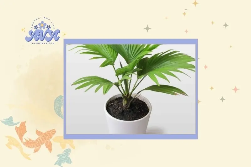 Cây dừa cảnh hợp mệnh nào và tuổi nào?