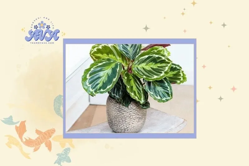 Cách chọn cây Đuôi Công hợp mệnh và không gian