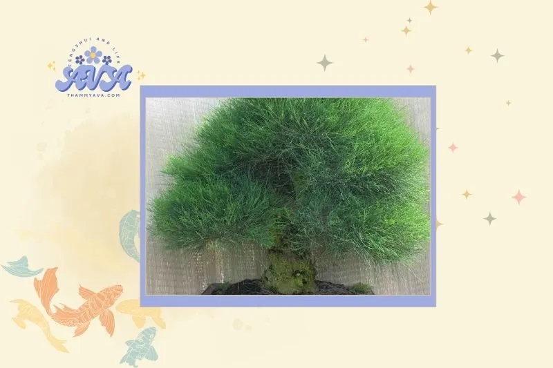 Cách chọn cây dương liễu phong thủy hợp mệnh