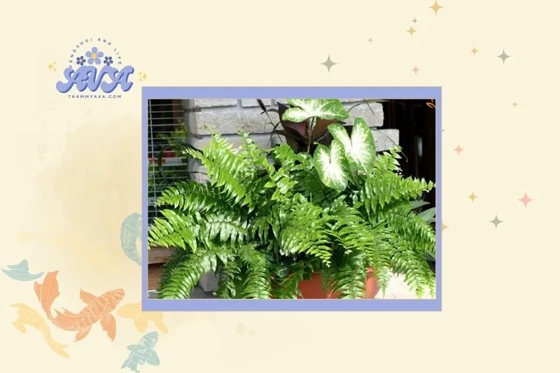 Cách chọn cây dương xỉ phong thủy hợp mệnh