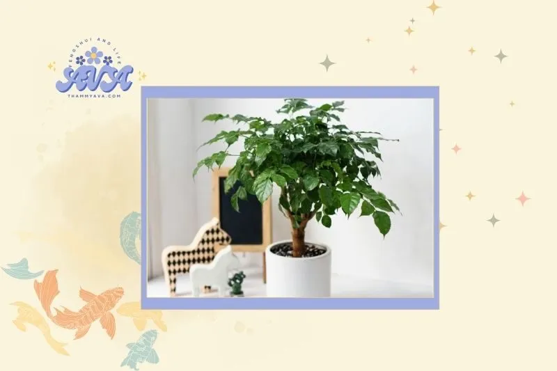 Cây hạnh phúc hợp mệnh và tuổi nào?