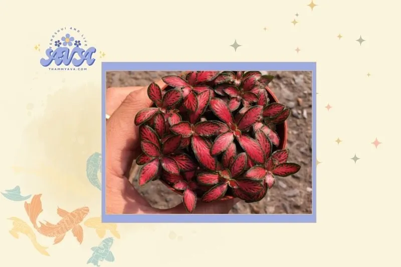 Cách chọn cây hoa cẩm nhung đỏ hợp phong thủy và mệnh