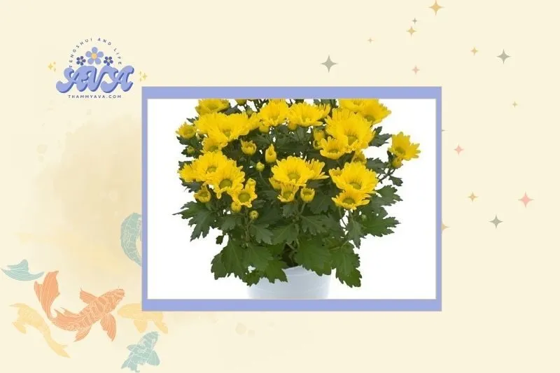 Cách Lựa Chọn Hoa Cúc Phù Hợp Với Mệnh