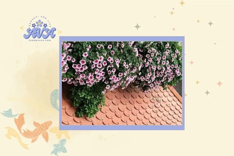 Cách chọn cây hoa dạ yến thảo hợp mệnh và không gian