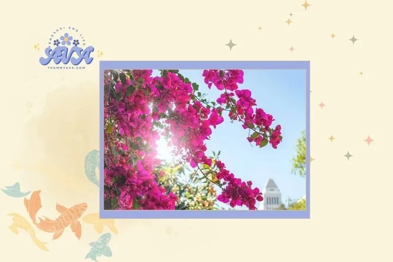 Cách chọn cây hoa giấy phù hợp với mệnh gia chủ