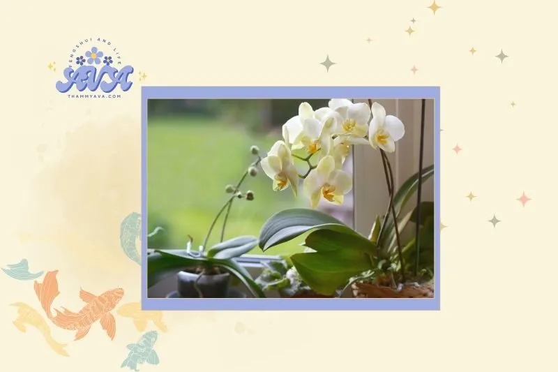 Cách chọn cây hoa lan phong thuỷ phù hợp với mệnh