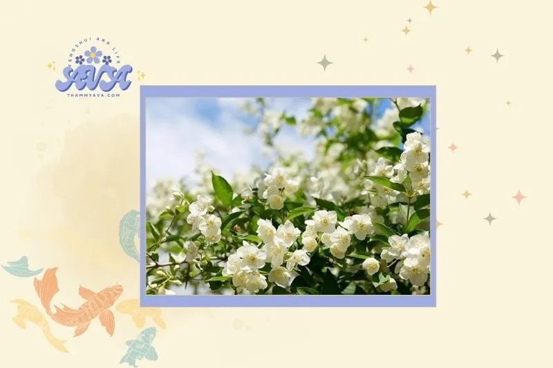 Cách chọn cây hoa nhài hợp mệnh