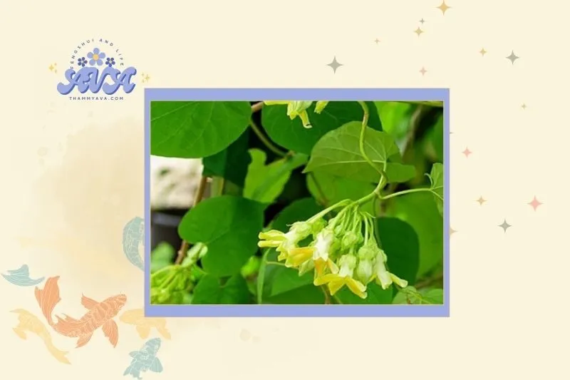 Cách chọn cây hoa thiên lý phong thủy hợp mệnh