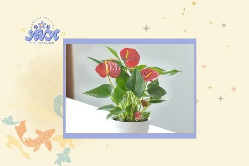 Cây Hồng Môn Phù Hợp với Mệnh Gì?