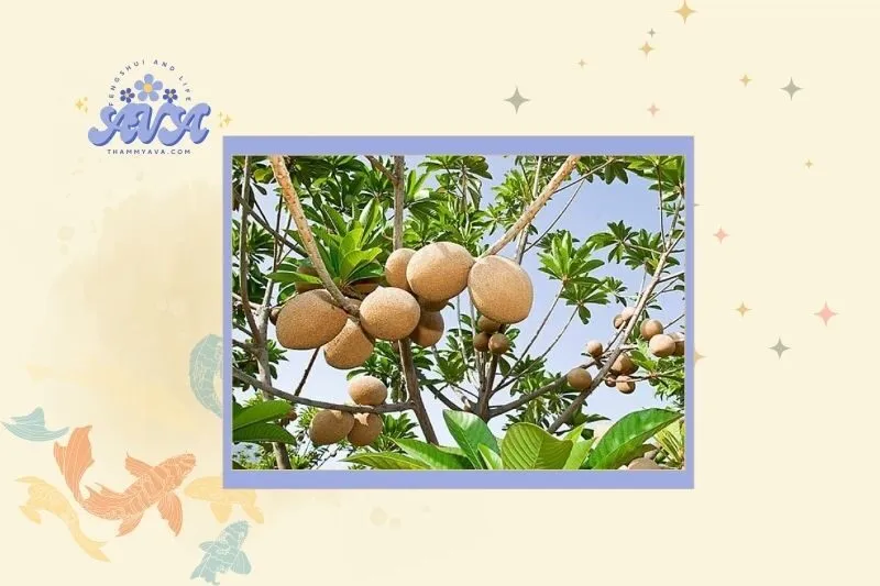 Cách chọn cây hồng xiêm hợp mệnh và phong thủy