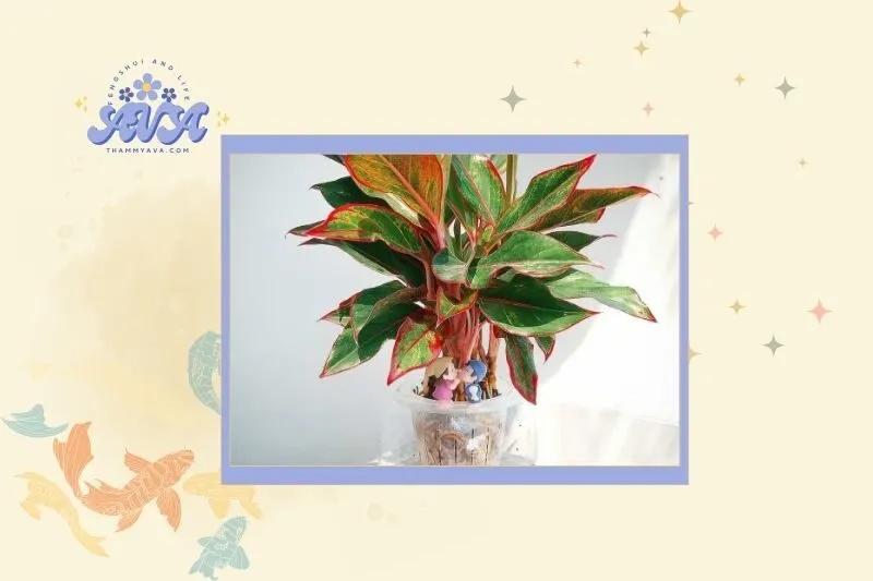 Cách chọn cây Huyết Dụ hợp mệnh và tuổi