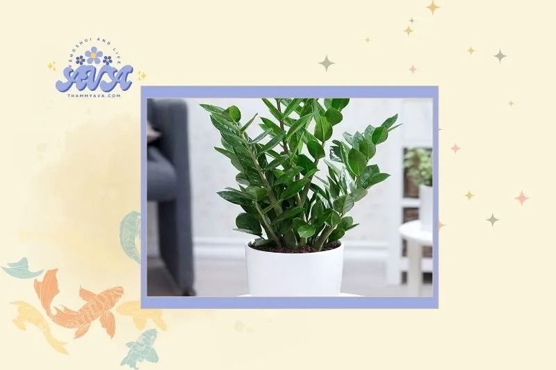 Cách chọn cây kim tiền hợp mệnh