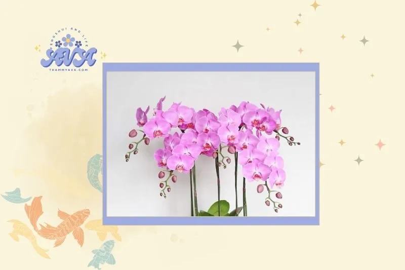 Cách chọn cây lan hồ điệp phù hợp với từng mệnh