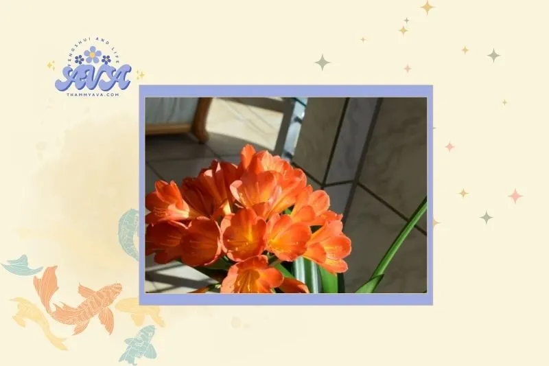 Cây lan quân tử hợp với mệnh nào?